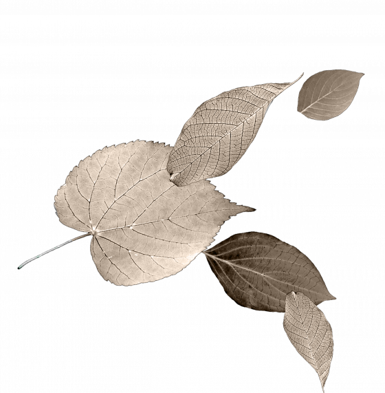 LEAVES_CREAM